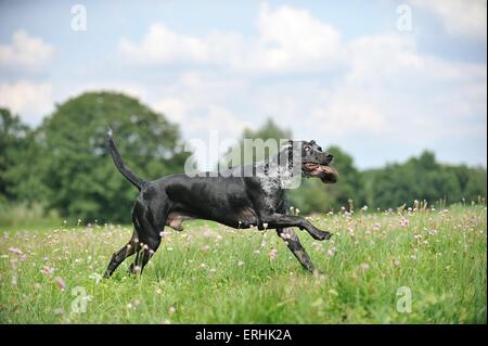 Louisiana Catahoula Leopard Dog spielen Stockfoto