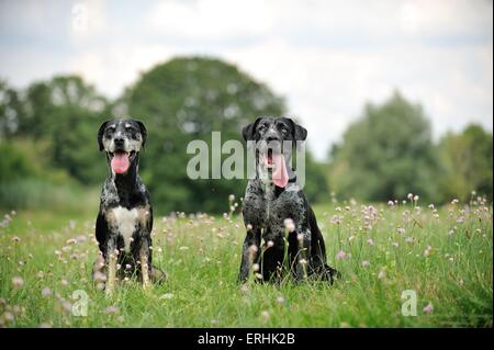 2 Louisiana Catahoula Leopard Dogs Stockfoto