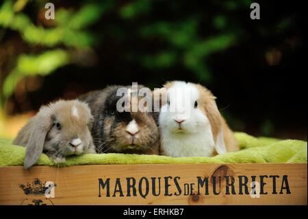 Mini Lop Stockfoto