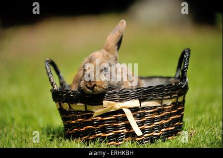 Mini Lop Stockfoto