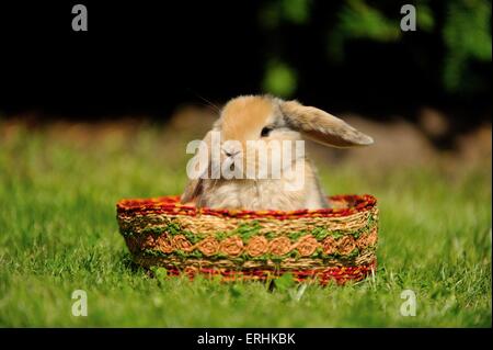 Mini Lop Stockfoto