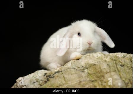 Mini Lop Stockfoto