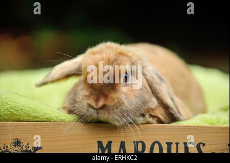 Mini Lop Stockfoto