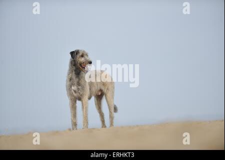 stehenden irischen Windhund Stockfoto