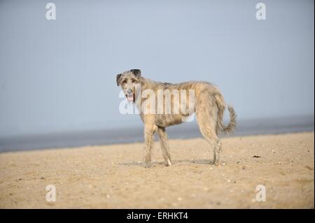 stehenden irischen Windhund Stockfoto