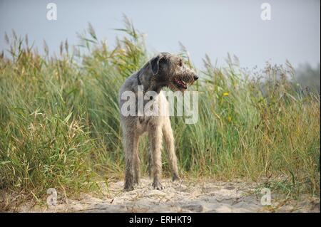 stehende Irish Wolfhound Stockfoto