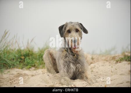 Irischer Wolfshund liegen Stockfoto