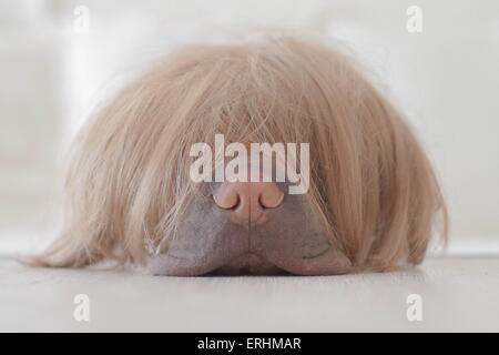 Shar pei Hund trägt eine kurze Haare bob Perücke Stockfoto