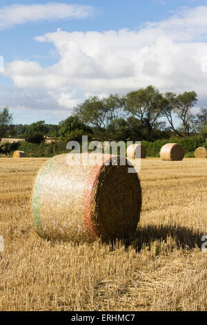 Runde Strohballen vor kurzem Schnitt in einem Feld von Stroh Stoppeln in ländlichen Grafschaft Durham, Nord-Ost England. Stockfoto