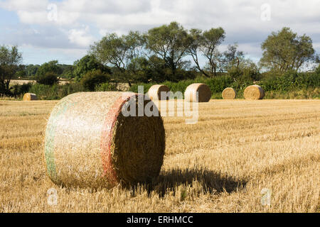 Runde Strohballen vor kurzem Schnitt in einem Feld von Stroh Stoppeln in ländlichen Grafschaft Durham, Nord-Ost England. Stockfoto