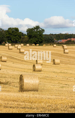 Runde Strohballen vor kurzem Schnitt in einem Feld von Stroh Stoppeln in ländlichen Grafschaft Durham, Nord-Ost England. Stockfoto