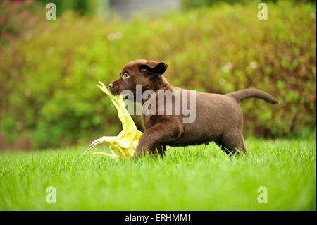 Labrador Retriever Welpen Stockfoto