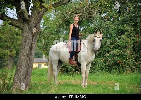 Frau reitet Lipizzaner-Pferde-Kreuz Stockfoto