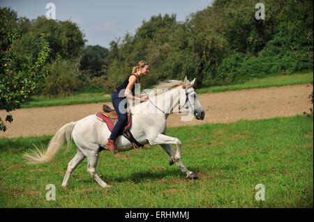 Frau reitet Lipizzaner-Pferde-Kreuz Stockfoto