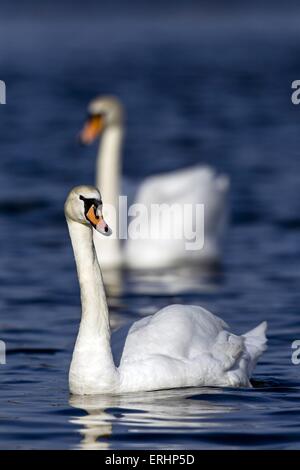 Höckerschwäne Stockfoto