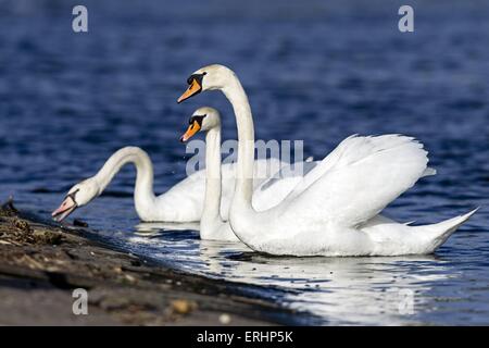 mute swans Stockfoto