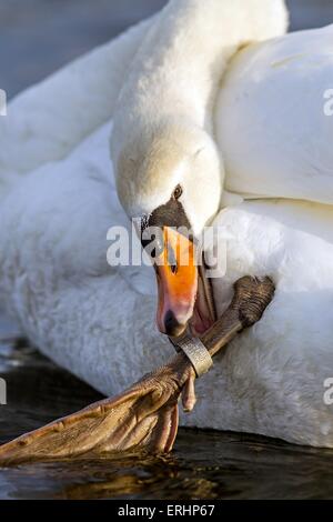 Höckerschwan Stockfoto