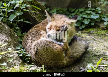 Rotfuchs Stockfoto