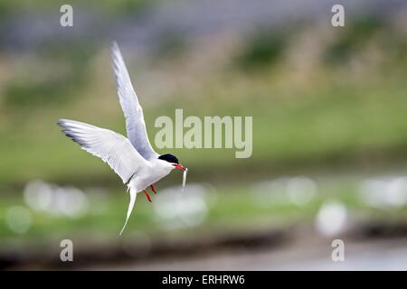 Seeschwalbe Stockfoto