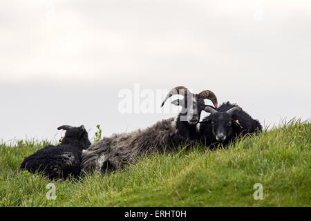 Schafe Stockfoto