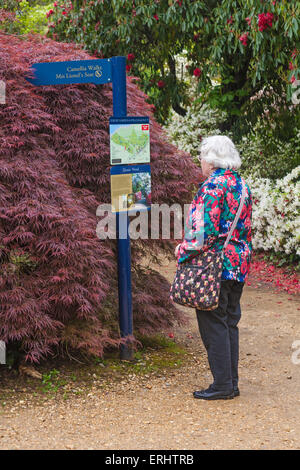 Frau an der Karte und Informationen über die Wegweiser an Exbury Gardens suchen, New Forest National Park, Hampshire Großbritannien im Mai Frühling Stockfoto