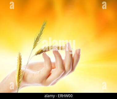 Zarte Frauenhand mit Weizen Kraut Stockfoto