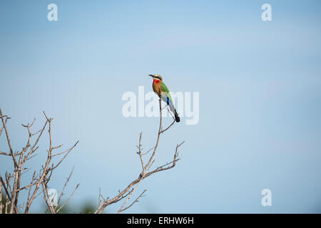 Weiße fronted Biene-Esser Stockfoto