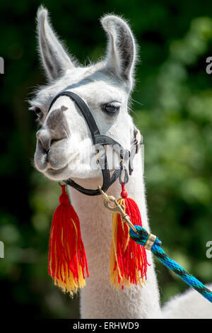 Lama-Porträt Stockfoto