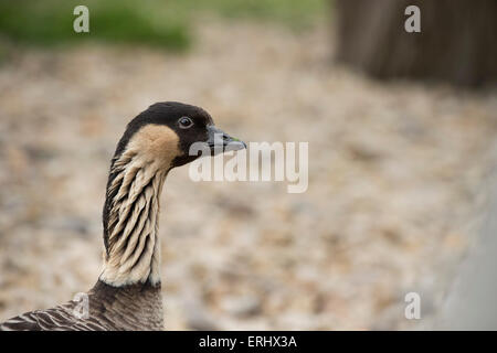 Nene Gans Stockfoto