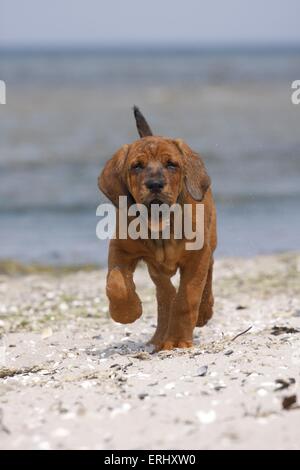 Tosa Inu Welpen Stockfoto