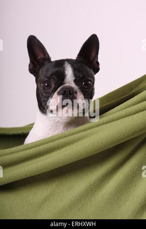 Boston Terrier Portrait Stockfoto