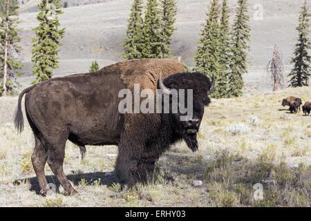 American buffalo Stockfoto