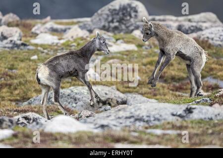 Bighorn Schafe Stockfoto