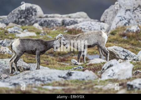 Bighorn Schafe Stockfoto