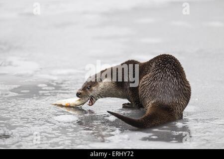 gemeinsamen otter Stockfoto