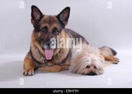 2 Hunde Stockfoto