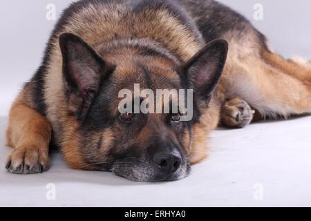 Deutscher Schäferhund liegend Stockfoto