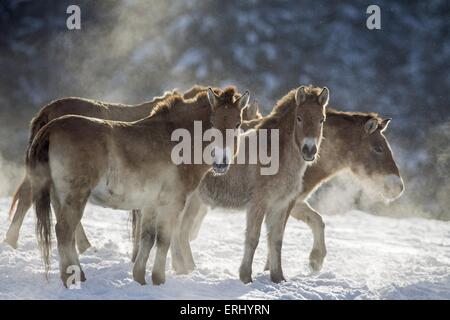 Przewalski Pferde Stockfoto