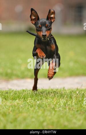 laufenden Zwergpinscher Stockfoto