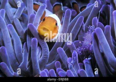 falscher Clown Anemonenfischen Stockfoto