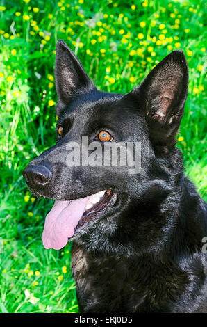 Belgische schwarzes Schaf-Hund Stockfoto