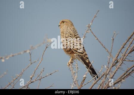 Größere Kestrel Stockfoto