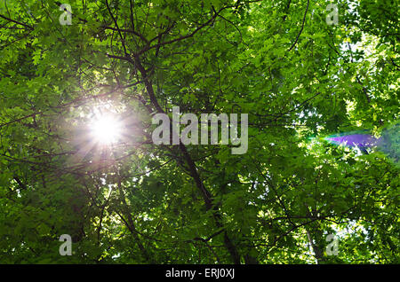 Die warme Frühlingssonne scheint durch die Baumkronen der Bäume Stockfoto