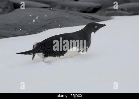 Adelie penguin Stockfoto