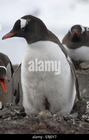 Gentoo Penguin mit Ei Stockfoto