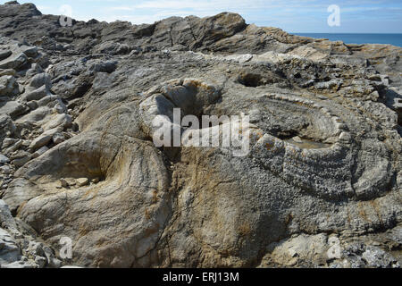 Fossil-Wald in der Nähe von Lulworth Cove versteinerte Überreste eines 140 Millionen Jahre alten Baumes Stümpfe Stockfoto