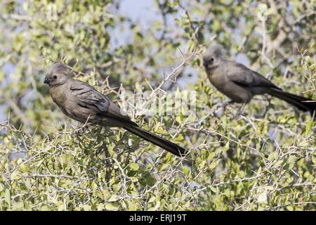 graue gehen-weg Vögel Stockfoto
