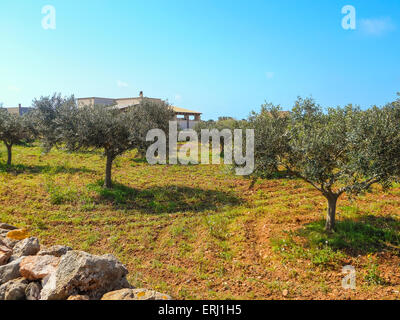 Olive Garden auf dem Hof auf einer Insel Favignana Stockfoto