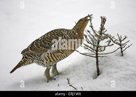 Auerhahn Stockfoto