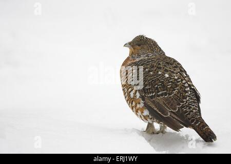 Auerhahn Stockfoto